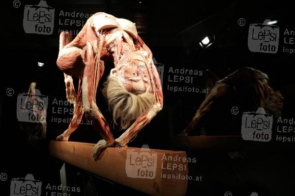 04.10.2019 |  Wiener Stadthalle |  Eröffnung d. Ausstellung v. Plastinator Dr. Gunther von Hagens<br>im Bild:<br> Plastinat - Turner,
